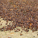 Illustration for article titled Animals have stopped migrating - and that could cause a disease epidemic